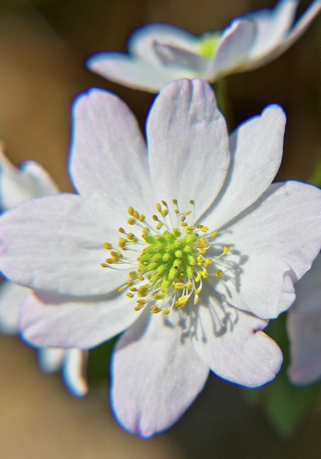 Tennessee White Wildflower Photograph