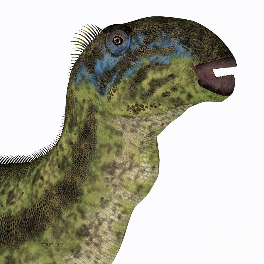 Tenontosaurus Dinosaur Head Digital Art by Corey Ford