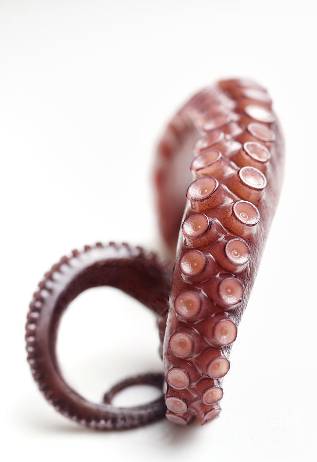 Octopus Photograph - Tentacle closeup by Facto Foto