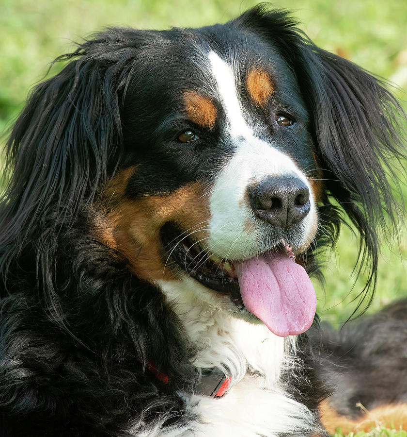 Tequila - Bernese Mountain Dog Photograph by Edward Shotwell - Fine Art ...