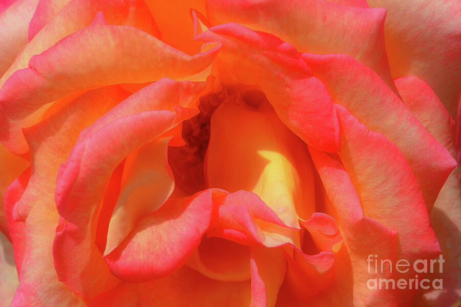 Nature Photograph - Tequila Sunrise by Lauren Leigh Hunter Fine Art Photography