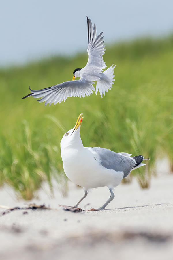 Tern attack Photograph by Mircea Costina Photography