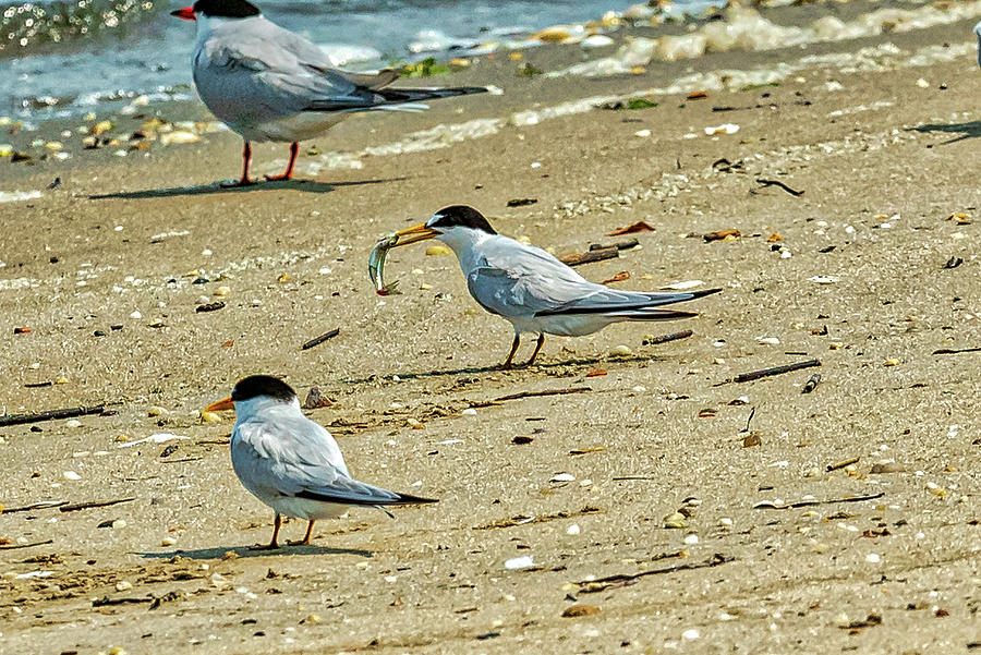 Tern Buffet Photograph By Donald Lanham Fine Art America 6567