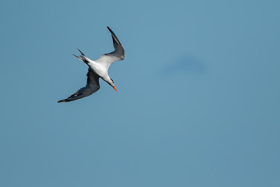 Nature Photograph - Tern Dive by Candice Lowther