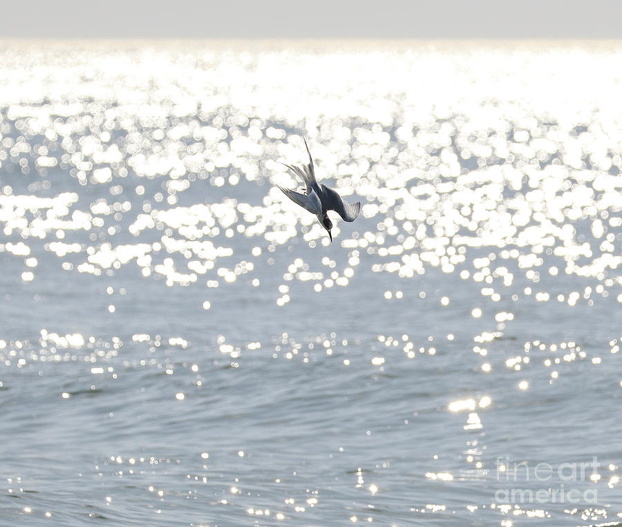 Tern Diving for Fish 2642 Photograph by Jack Schultz