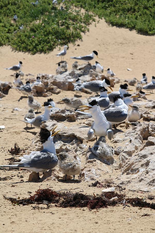 Tern Gathering Photograph