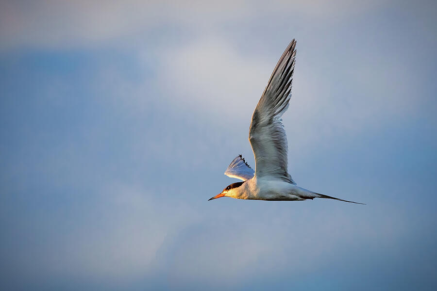 Tern In Flight Photograph by Mike Lee