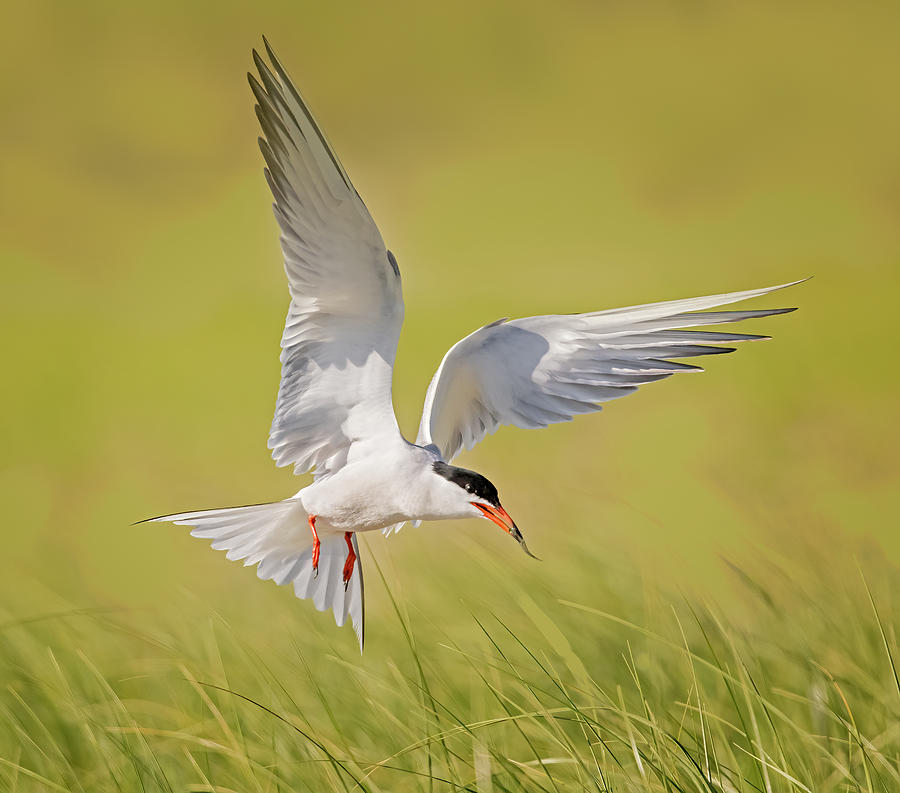 Bird Photograph - Tern In Flight by Susan Candelario