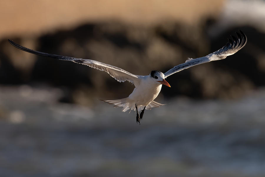 Tern in Morning Light Photograph by RD Allen