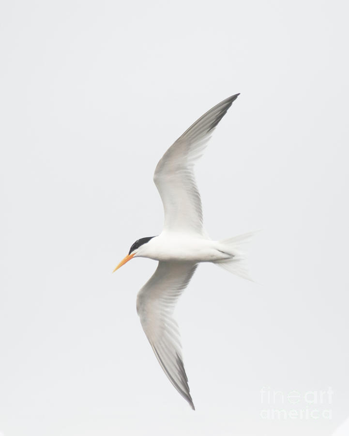 Tern in the California skies  Photograph by Ruth Jolly