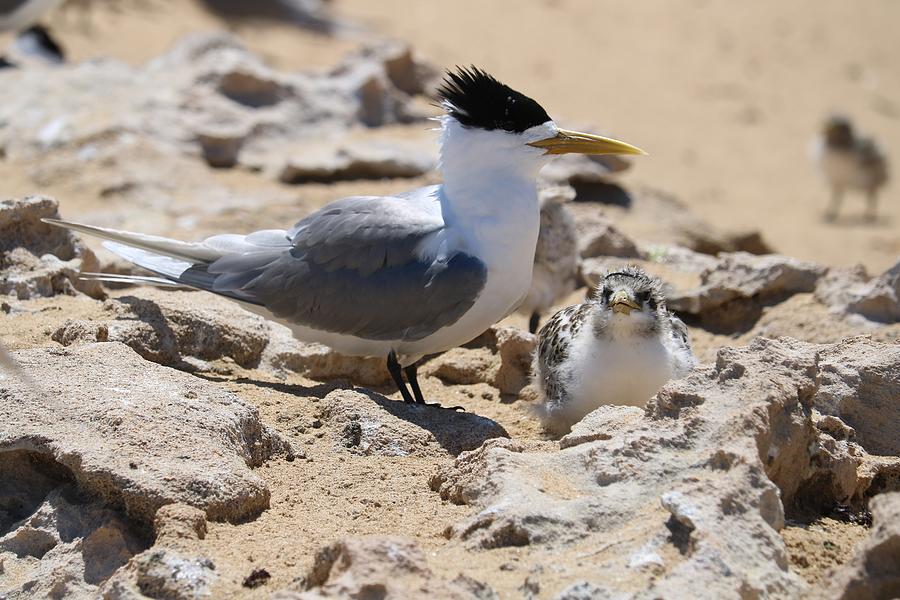Tern In The Rock Photograph