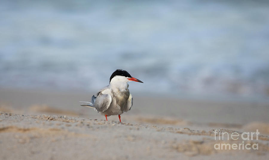 Tern Photograph by Jeannette Hunt