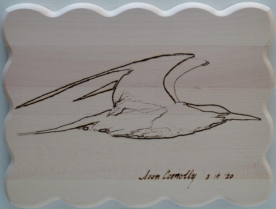 Tern Loose Pyrography by Sean Connolly
