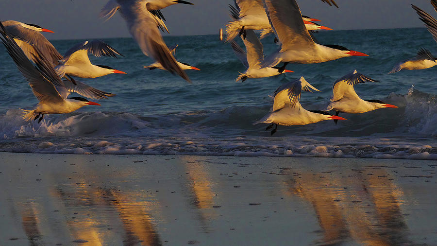 Tern North Photograph by Gary Shlifer