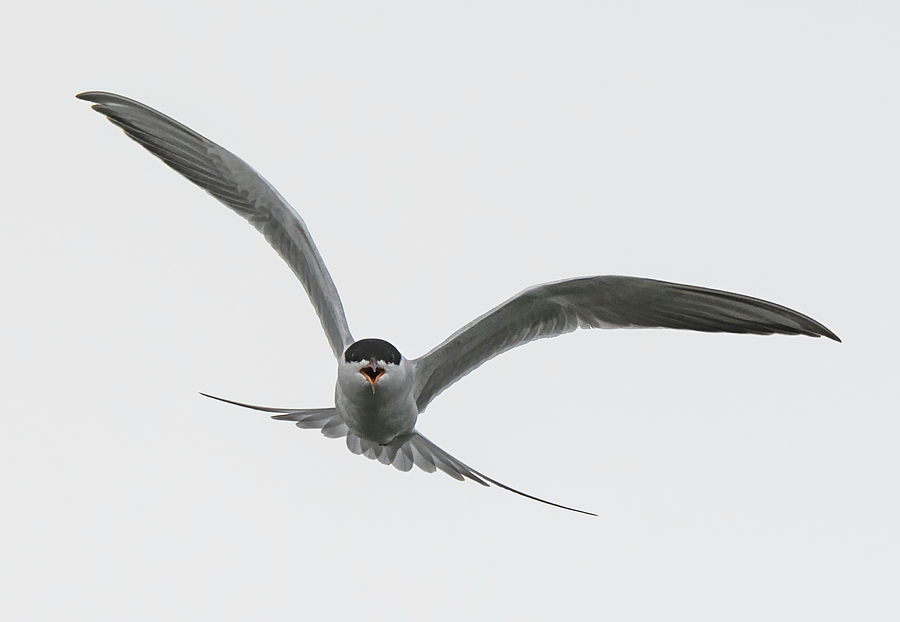 Tern Talk Photograph by Loree Johnson