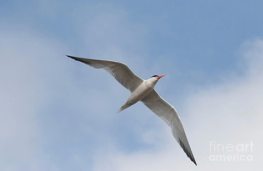 Tern Wings on a cloudy day  Photograph by Ruth Jolly