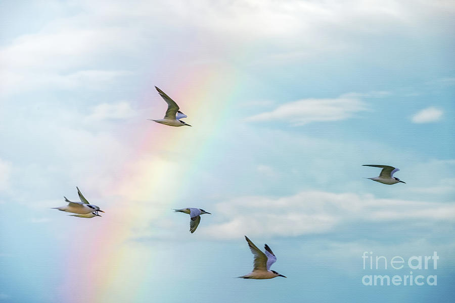 Terns And Rainbow 0592 Photograph By Marvin Reinhart Fine Art America