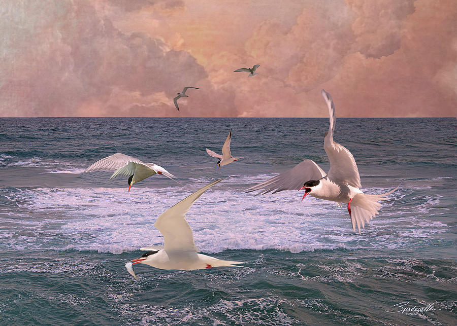 Terns Feeding at Sea Digital Art by M Spadecaller