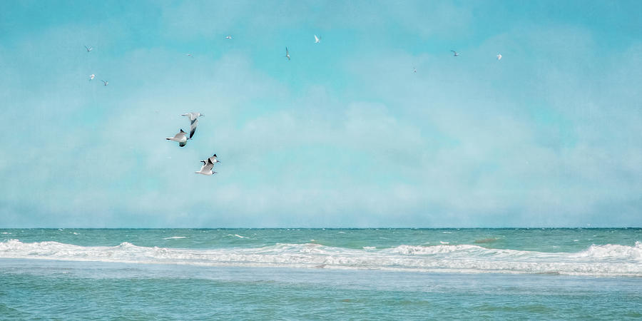 Terns in Flight, Truro Photograph by Brooke T Ryan