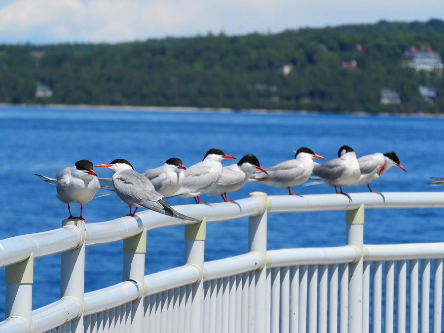 Terns on Pier 3 Photograph by Keith Stokes
