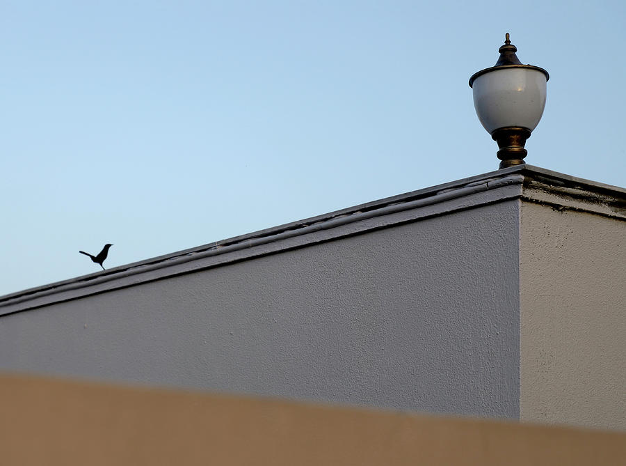 Terrace Lamp and the Black Bird Photograph by Prakash Ghai