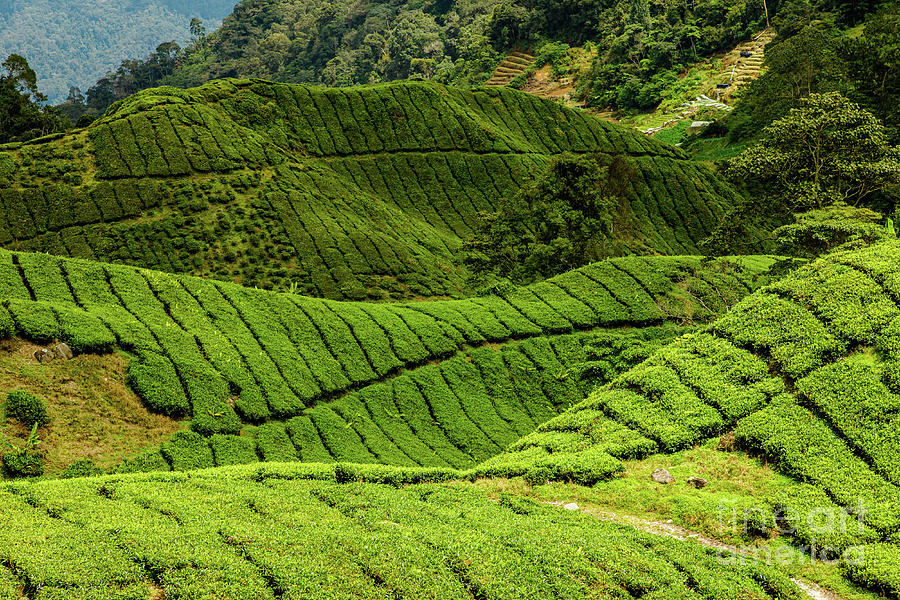 Terraced tea fields of Cameron Highlands in Malaysia Digital Art by Benny Marty