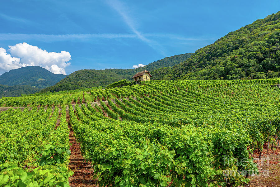 Terraced vineyards Vaud Photograph by Benny Marty