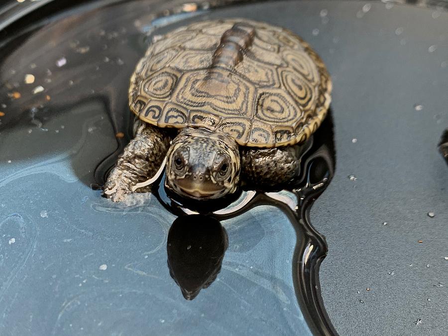 Terrapin Turtle Photograph by Cheryl Scanlan - Fine Art America