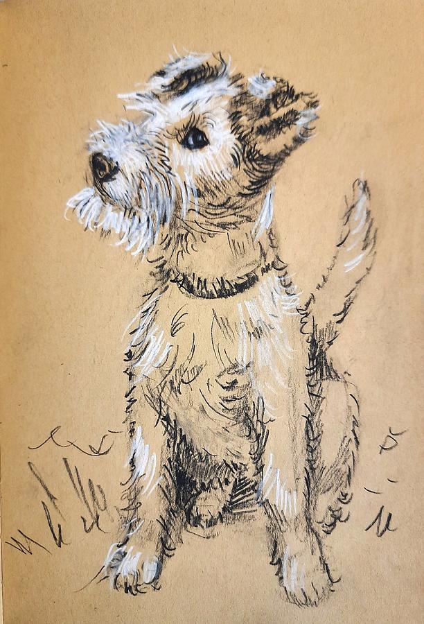 Terrier puppy Drawing by Asha Sudhaker Shenoy