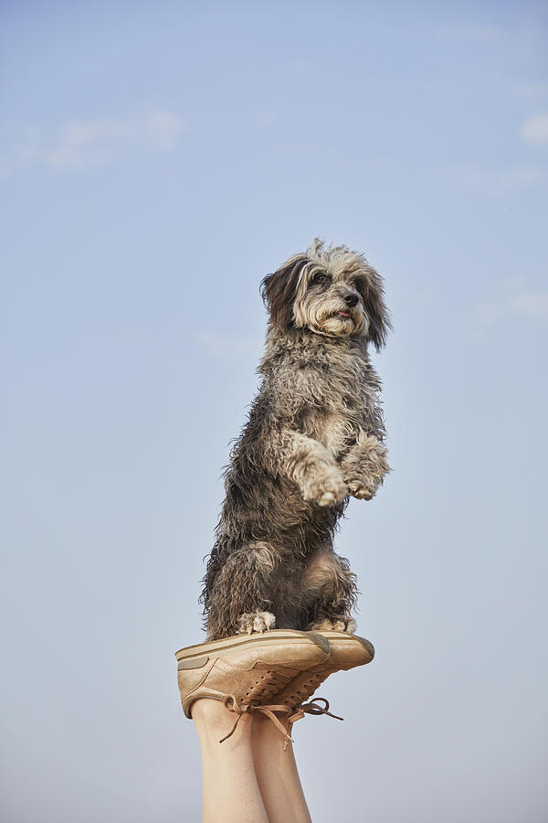 Terrier with raised paws balancing on womans feet on beach Photograph by Compassionate Eye Foundation