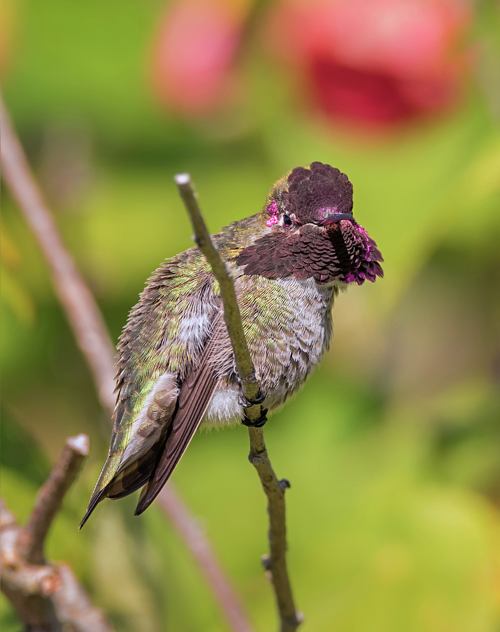 Territorial Annas Hummingbird Photograph by Loree Johnson