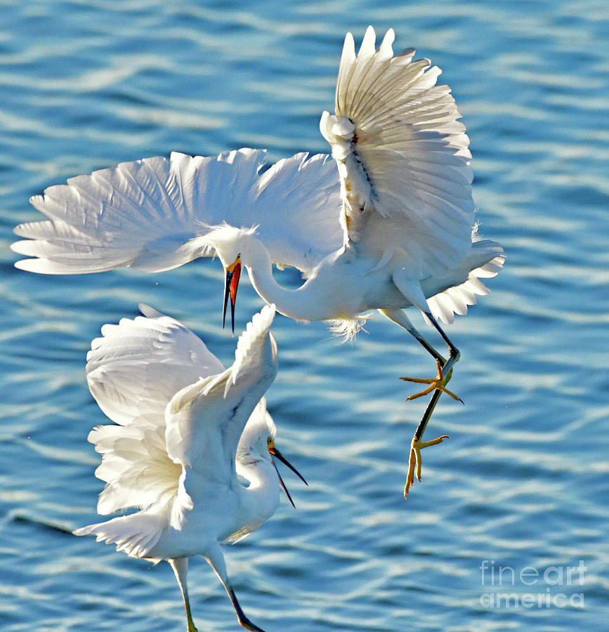 Territorial Fight of the Snowy Egret  Photograph by Amazing Action Photo Video