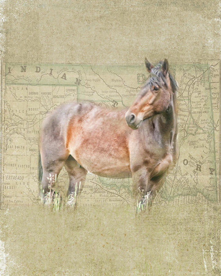 Territory Horse Digital Art by Jolynn Reed
