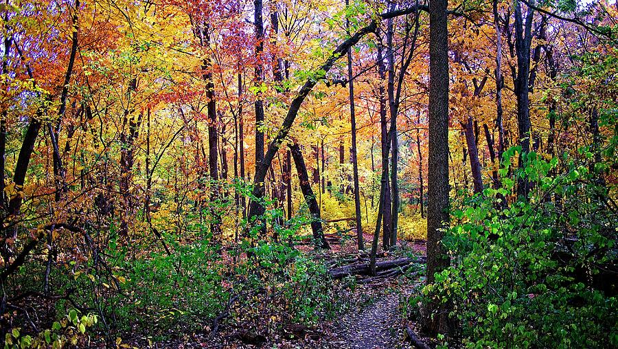 UW Arboretum Fall 2, Madison, Wisconsin Photograph by Steven Ralser