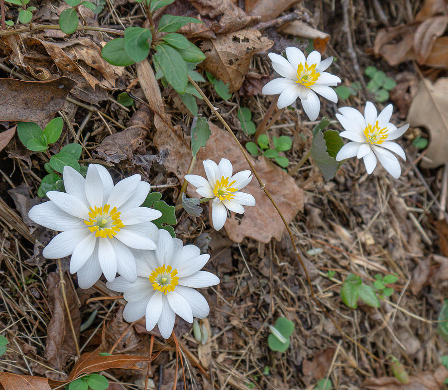 Hanging Out With A Charming Bloodroot Family Photograph by Katherine Y Mangum