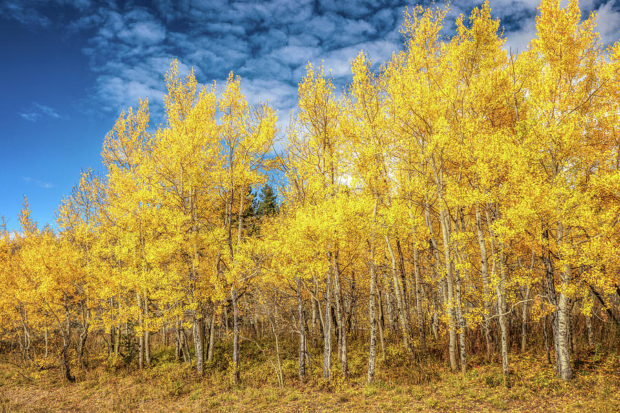 Teton Aspen Photograph By Wes And Dotty Weber - Fine Art America