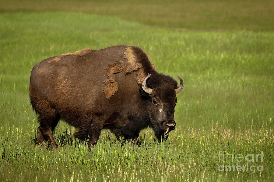 Teton Bison Photograph by Ronda Kimbrow