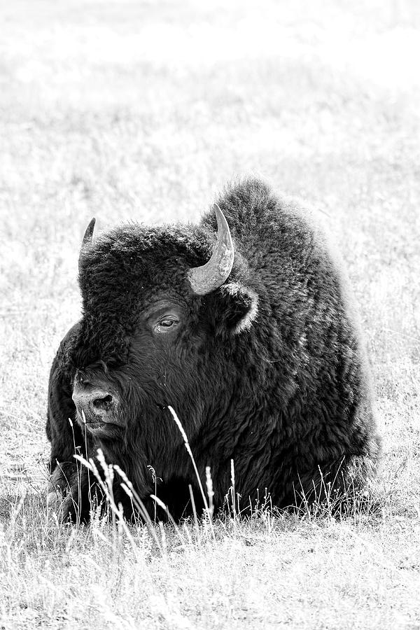 Teton Buffalo Photograph by Dwight Eddington | Fine Art America