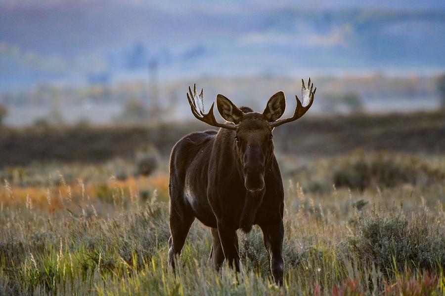 Teton Bull Moose Photograph by Dwight Eddington - Fine Art America