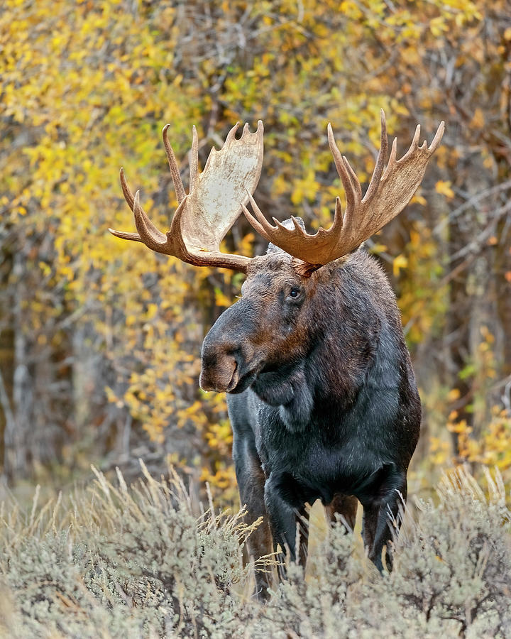 Moose Photograph - Teton Bull Moose by Gary Langley