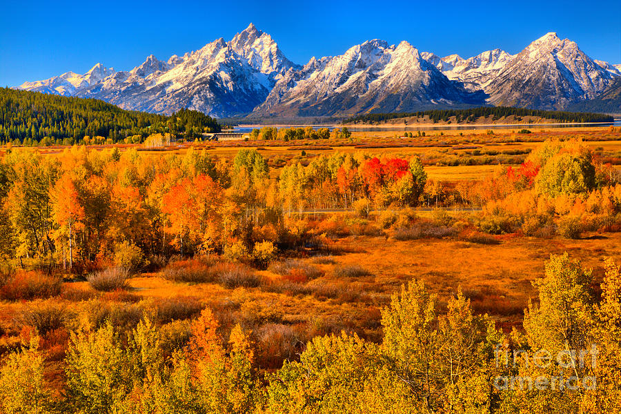 Teton Colored Forest Photograph by Adam Jewell