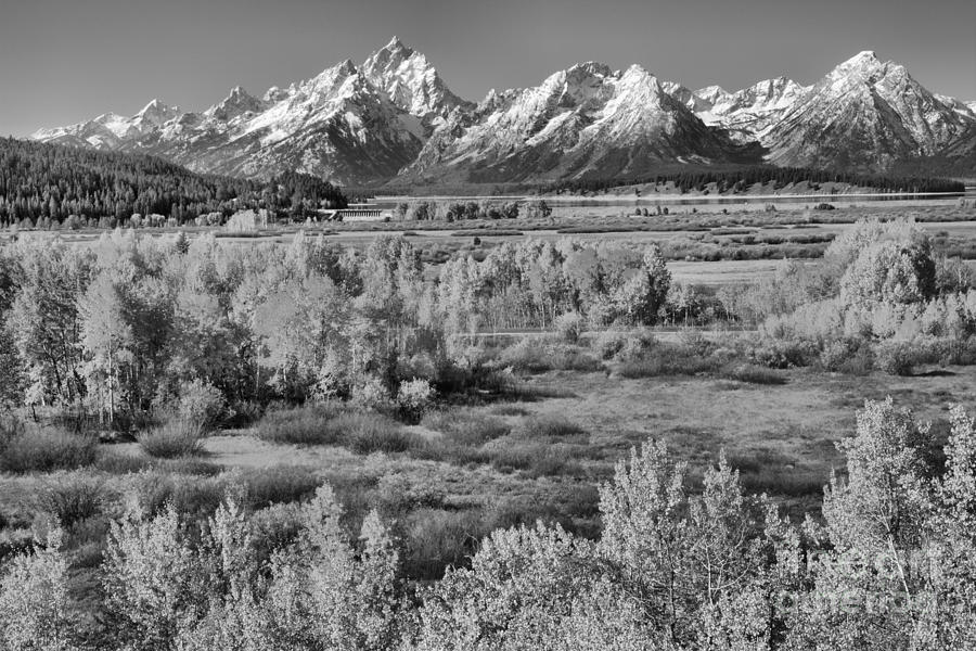 Teton Colored Forest Black And White Photograph by Adam Jewell