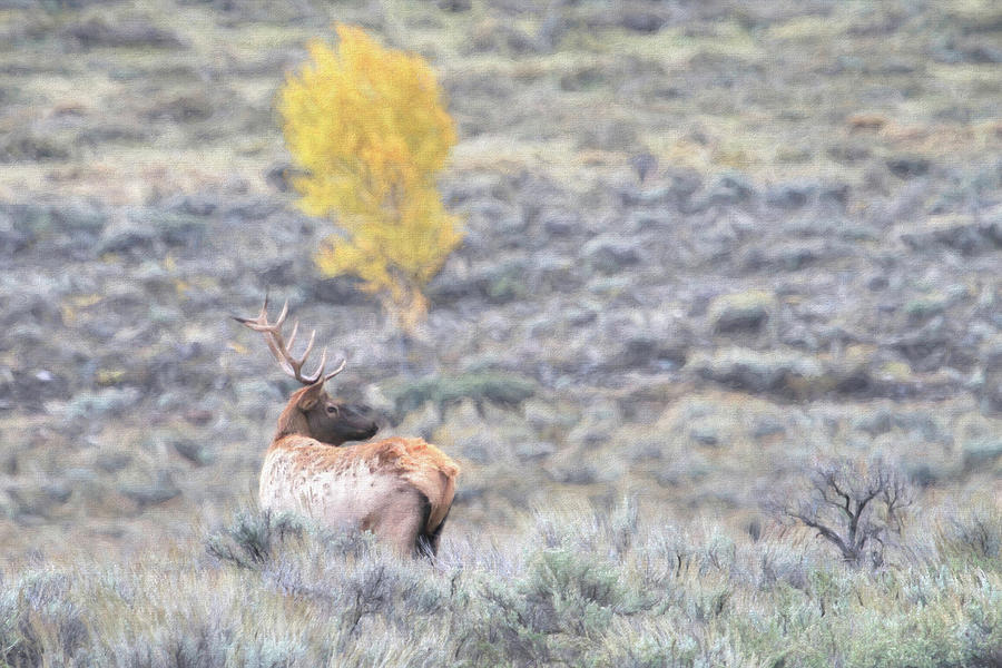 Wildlife Photograph - Teton Elk by Donna Kennedy