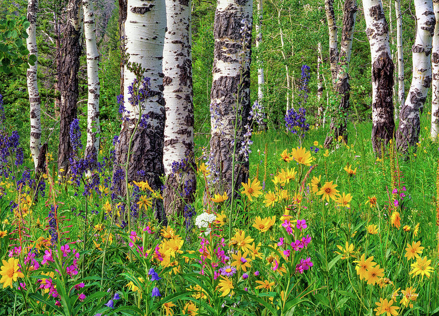 Teton Forest Spring Wyoming Photograph by Leland D Howard