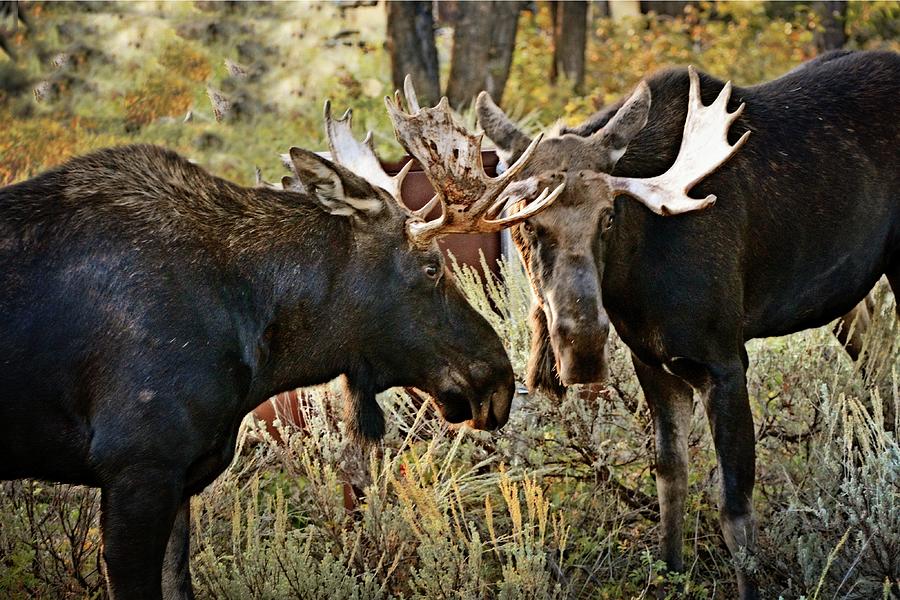Teton Moose 2a Photograph