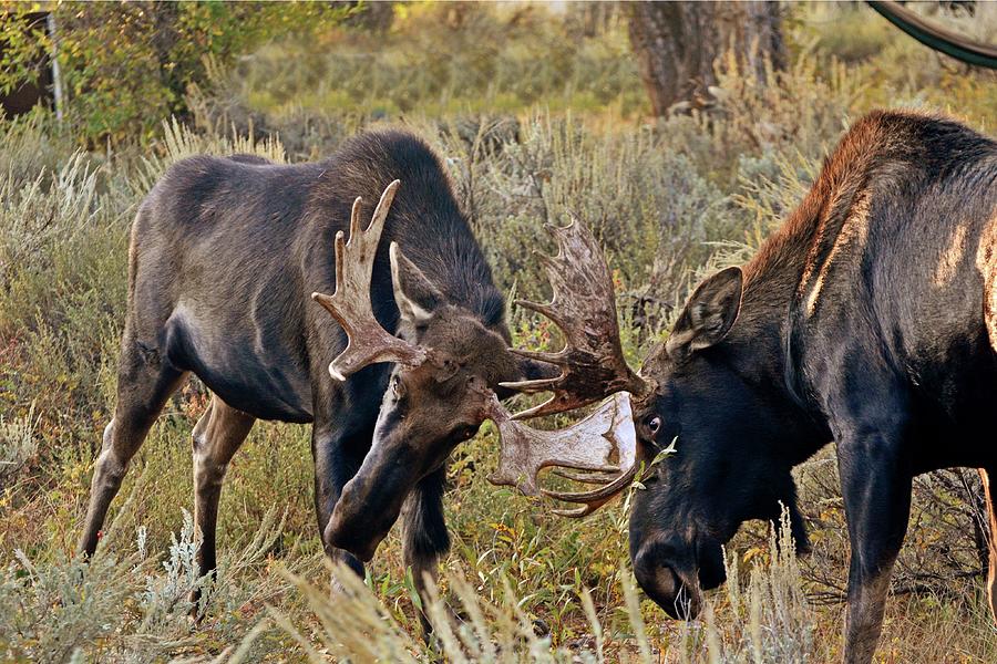 Teton Moose Standoff Photograph