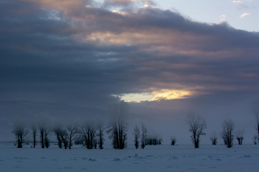 Teton Morning Cottonwood Silhouette Photograph by Douglas Wielfaert