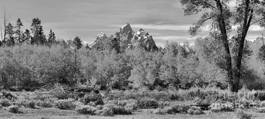 Teton Peaks Over The Autumn Aspens Black And White Photograph by Adam Jewell
