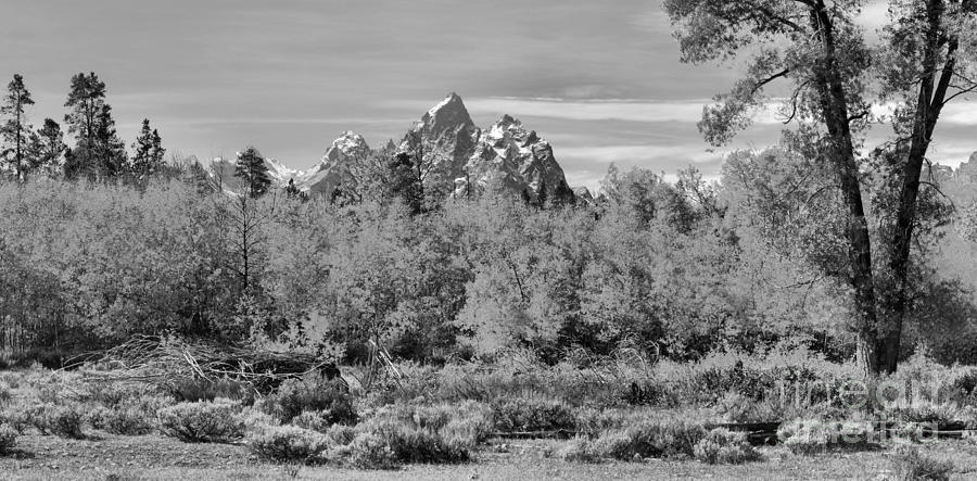 Teton Peaks Over The Autumn Aspens Panorama Black And White Photograph by Adam Jewell