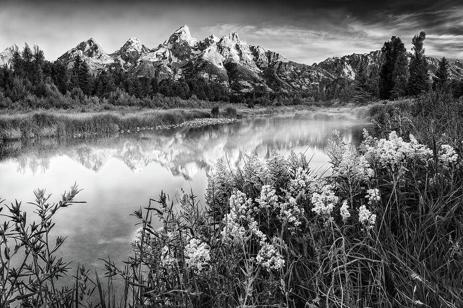 Snake Photograph - Teton Wildflowers Black and White by Rick Berk